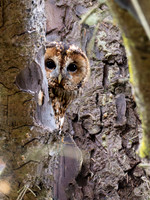 Tawny Owl Encounter