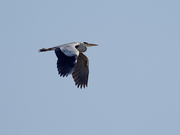 Heron in Flight