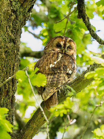 Tawny Owl