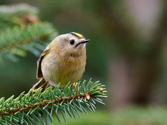 Goldcrest (Regulus regulus)