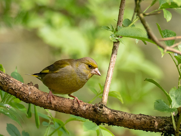 Greenfinch