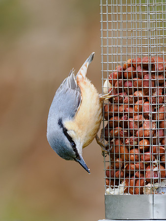 Bandit Robbing the Feeder