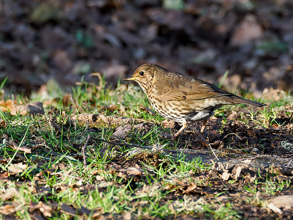 Song Thrush