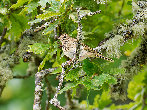 20240707-Corrimony-OM012617 Tree Pipit