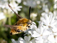 Narrow-bordered Bee Hawk-moth (Hemaris tityus)