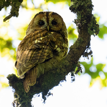 Tawny Owl