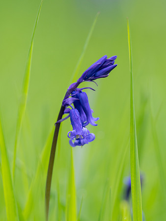 Bluebells (Hyacinthoides non-scripta)