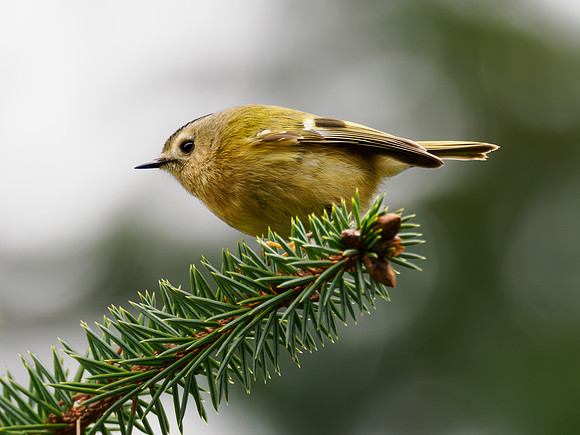 Goldcrest (Regulus regulus)