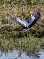 Heron