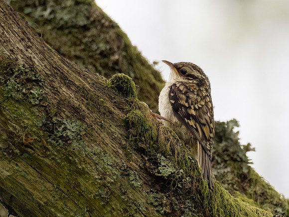 Juvenile Treecreeper