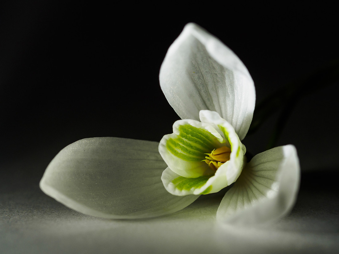 Snowdrop