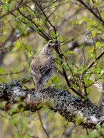 Mistle Thrush (Turdus viscivorus)
