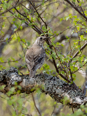 Mistle Thrush (Turdus viscivorus)