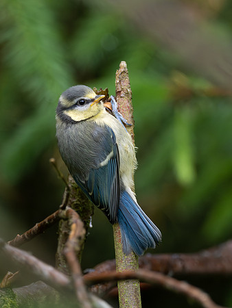 Fledgling Blue Tit (Cyanistes caeruleus)