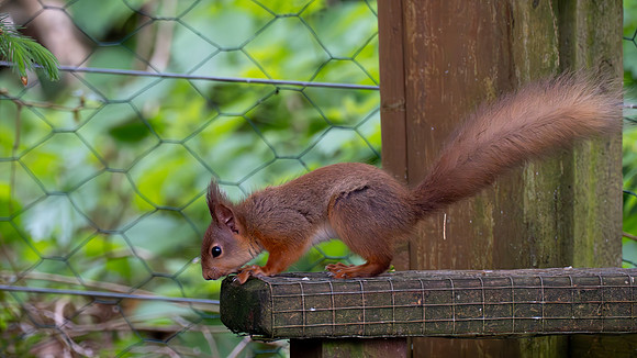 Young Red Squirrel