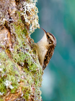 Treecreeper (Certhia familiaris)
