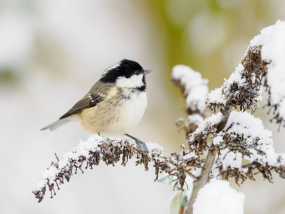 Coal Tit