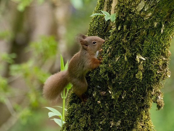 Red Squirrel