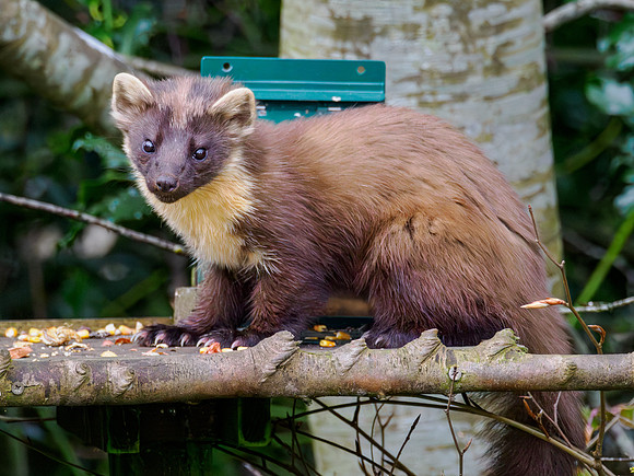 Pine Marten (Martes martes)