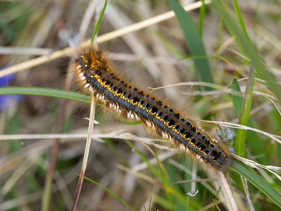 Caterpillar