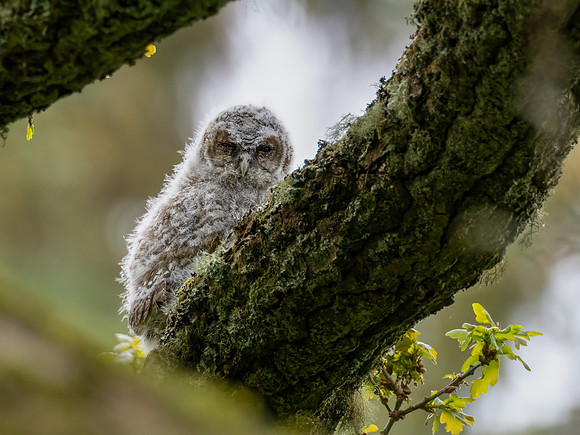 Tawny Owlet 1
