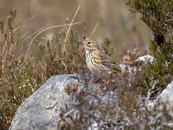 Meadow Pipit (Anthus pratensis)
