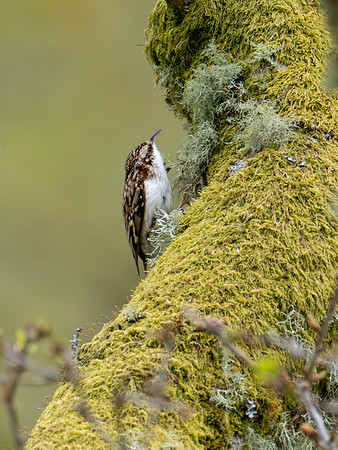 Treecreeper