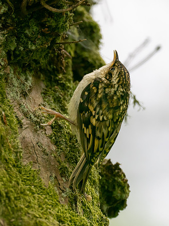 Juvenile Treecreeper