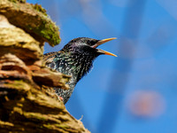 Starling (Sturnus vulgaris)