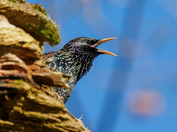 Starling (Sturnus vulgaris)