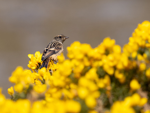 Female Stonechat (Saxicola rubicola)