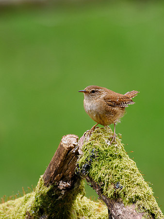 Jenny Wren