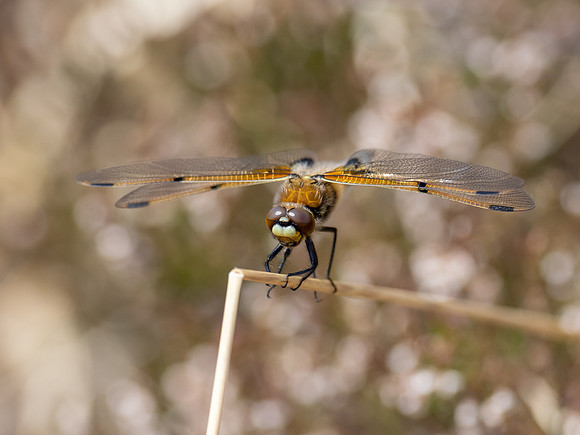 Four spotted chaser (Libellula quadrimaculata)