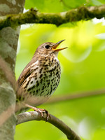 Song Thrush