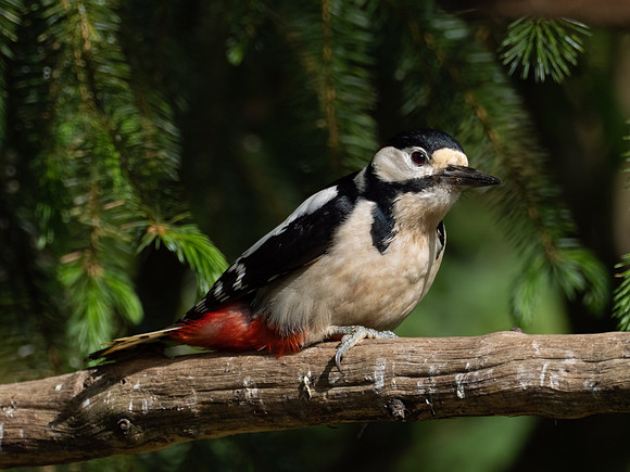 Great spotted Woodpecker
