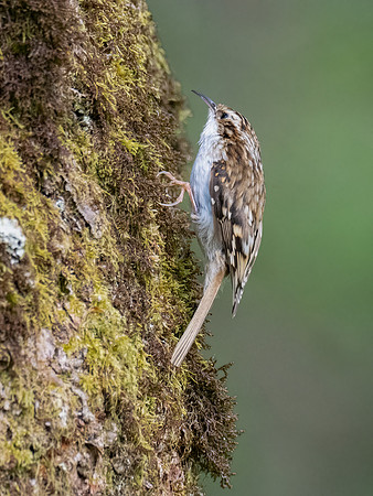 Treecreeper (Certhia familiaris)