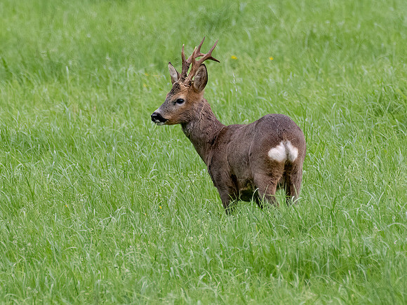 Roebuck in a Field