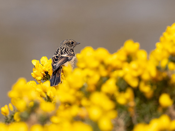 Female Stonechat (Saxicola rubicola)