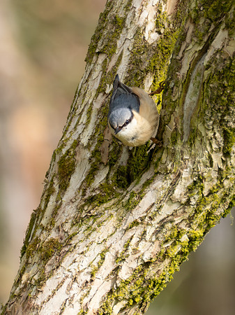 Nuthatch 2