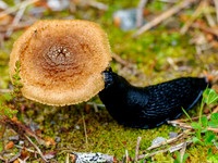 The Slug & Mushroom