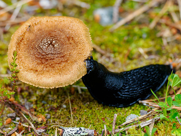 The Slug & Mushroom