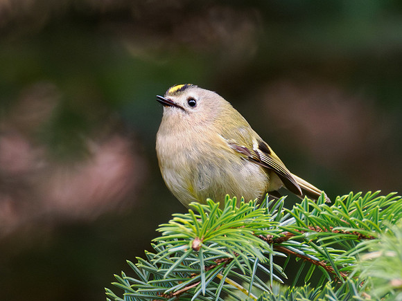 Goldcrest (Regulus regulus)