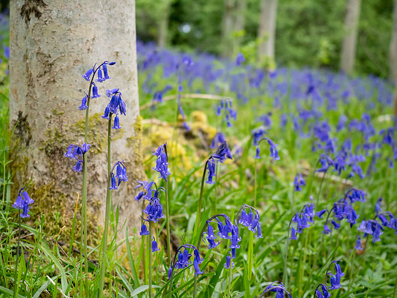 Bluebells (Hyacinthoides non-scripta)