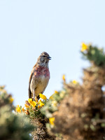 Skylark (Alauda arvensis)