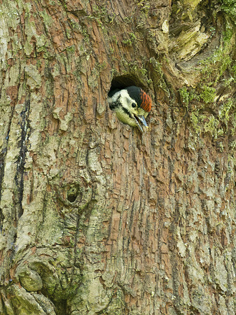 Juvenile Great Spotted Woodpecker