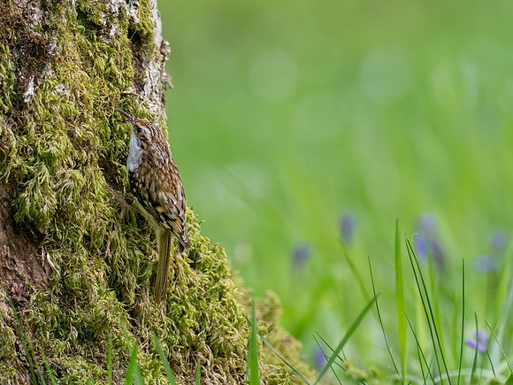 Treecreeper (Certhia familiaris)