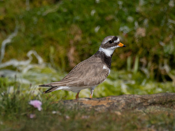 Ringed Plover