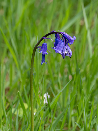 Bluebell (Hyacinthoides non-scripta)