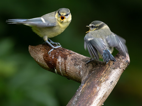 Fledgling Blue Tit (Cyanistes caeruleus)