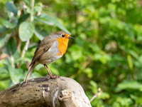 Robin